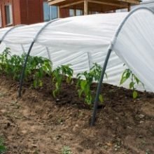 Šiltlysvė Derlius (1)