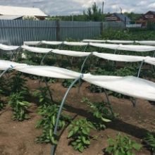 Šiltlysvė Derlius (2)