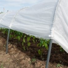 Šiltlysvė Derlius (4)